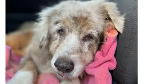 Orange County Animal Services Jazzy the dog