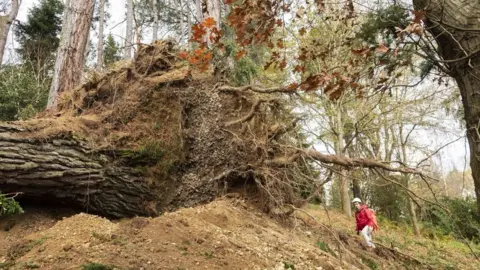 National Trust Wales Bodnant Garden trees