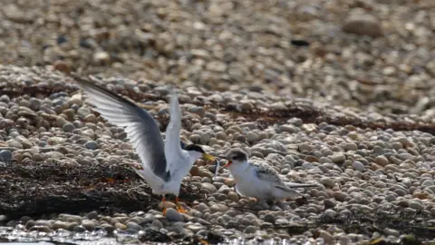 Angela Thomas Little Tern