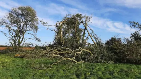 Adrian Trees that have fallen down after a storm in Condicote