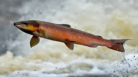 Getty Images Salmon