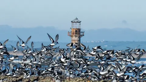 Marie Jones Birds flock at Whiteford Lighthouse, Gower