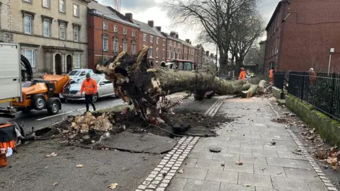 Fallen tree