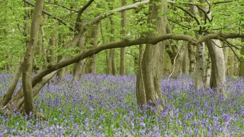 Frieda Rummenhohl Astonbury Wood and a sea of bluebells