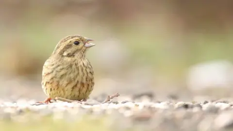 Austin Morley Cirl bunting