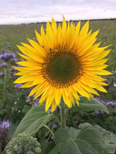 Anne Marie Pearce Wild flower in farmers field