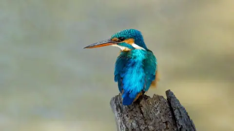 WWT Slimbridge A kingfisher at WWT Slimbridge