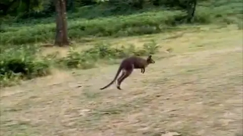 A wallaby bounces over grass