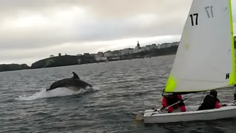 Max Richards Dolphins near boats of Tenby Sailing Club