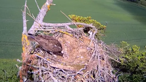 Border Ospreys Birds in nest