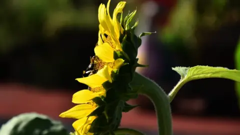 Getty Images Bee on a plant