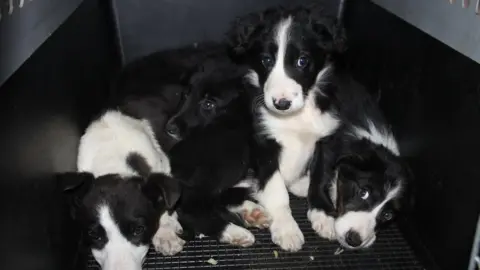 Christmas puppies for store sale