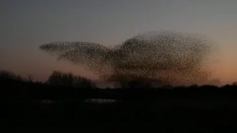 The murmuration