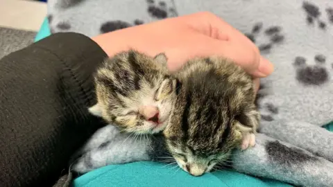 RSPCA Rescued kittens