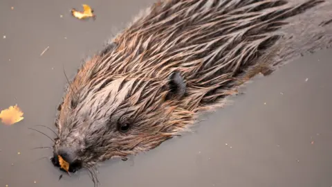 SNH/Lorne Gill European beaver