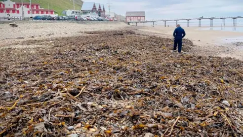 Joe Redfern Shellfish deaths