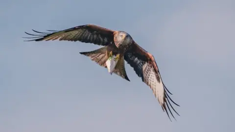 Chad Brown Red kite with cup in talons