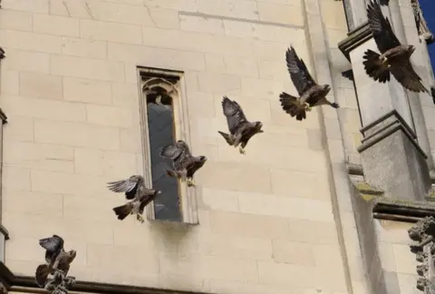Jamie Clarkson Composite image of falcon in flight