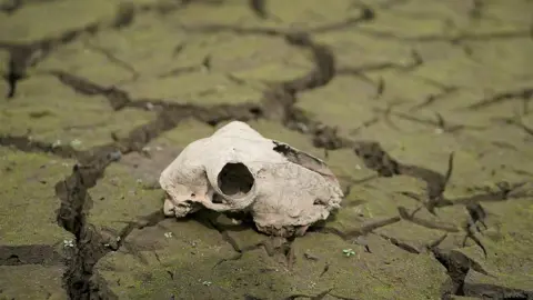 Getty Images Animal skull on a dried up river bed