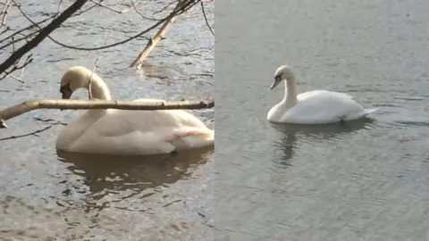 Sick swans