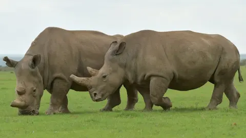 Getty Images Najin and Fatu, the only remaining female northern white rhinos