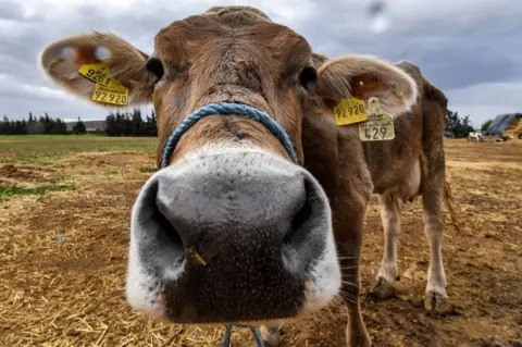 AFP A cow looks into the camera lens on a farm.