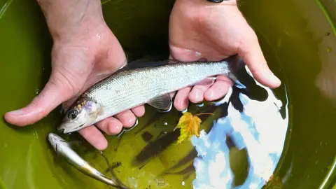 Natural Resources Wales Fish