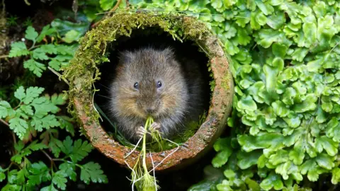 MarkBridger/Getty Images Water vole