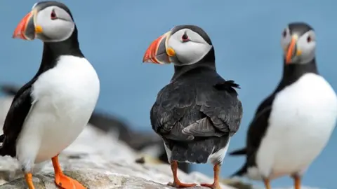 Neil Morris Puffins