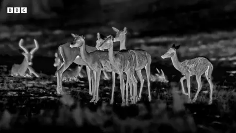 Antelope are captured in thermal image