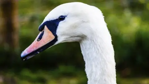 Thinkstock A swan