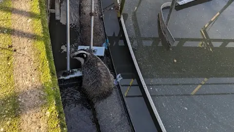 RSPCA Badger in a sewage tank