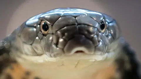 Getty Images Snake