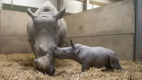 Knowsley Safari Park  baby white rhino and mum