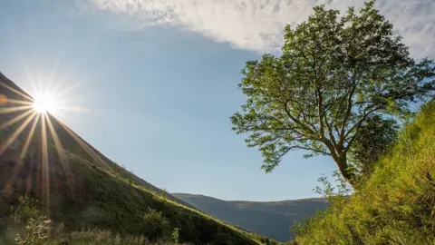 Aiden Maccormick/WTML Rowan tree