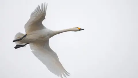 WWT Bewick's swans