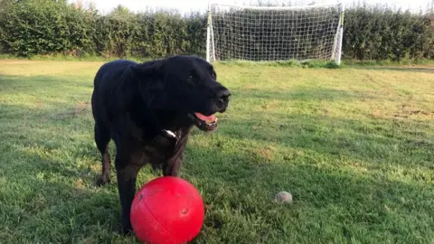 Dog with a football