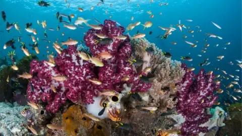 Getty Images coral