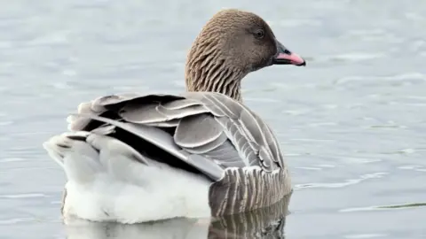 Pink-footed goose