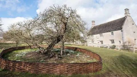 Loughborough University Isaac Newton Tree