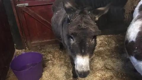 BBC Bubbles the donkey