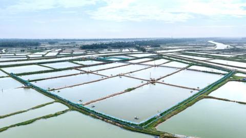 Can technology clean up the shrimp farming business? - BBC News