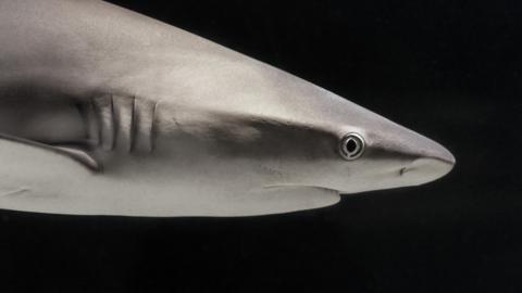 The New Sharks Coming To Uk As Temperatures Rise Bbc News