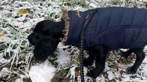 Caroline Ford/RSPCA Coco the puppy