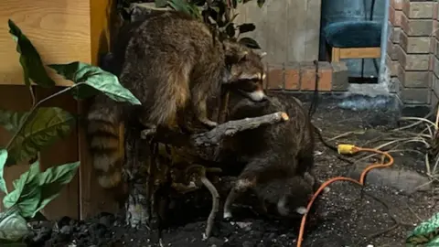 RCMP handout The two raccoons that were stolen