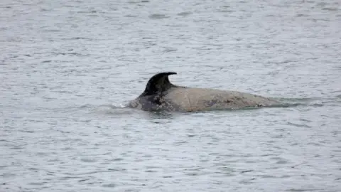 Reuters Orca swimming in the River Seine