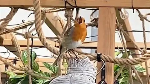 A robin chirping in a garden centre.