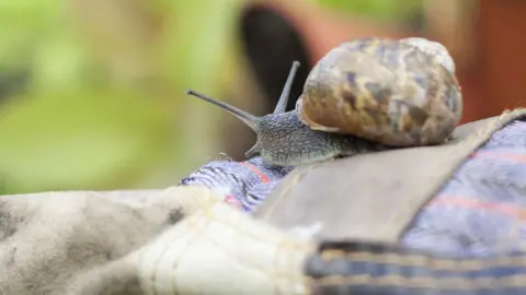 Tom Marshall Snail on gardening gloves