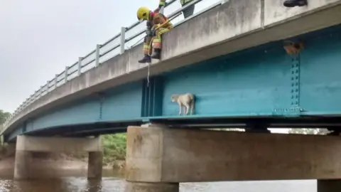 RSPCA Sheep stuck on bridge in Stowbridge in Norfolk