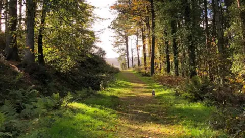 BBC Axnfell plantation pathway through the trees